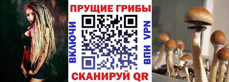 Псилоцибиновые грибы Magic Shrooms  Зерноград 